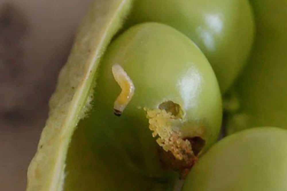 ŽIŽAK - Štetočina koja uništava GRAŠAK, kako je spriječiti?