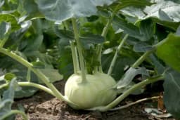 Keleraba - Posijte sada berite u decembru