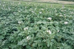 Njega krompira – Kultiviranje, ogrtanje, navodnjavanje, prihrana