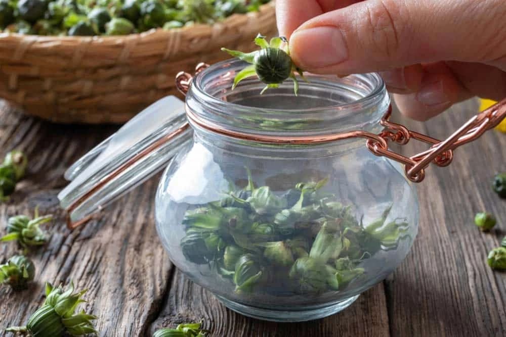 Kiseli pupoljci maslačka