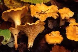 Lisičarka - O čemu voditi računa prilikom branja?