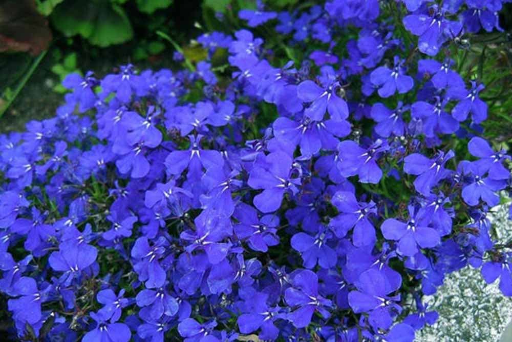 LOBELIA