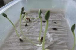 Metode naklijavanja sjemena za brzo nicanje usjeva i bolji rast