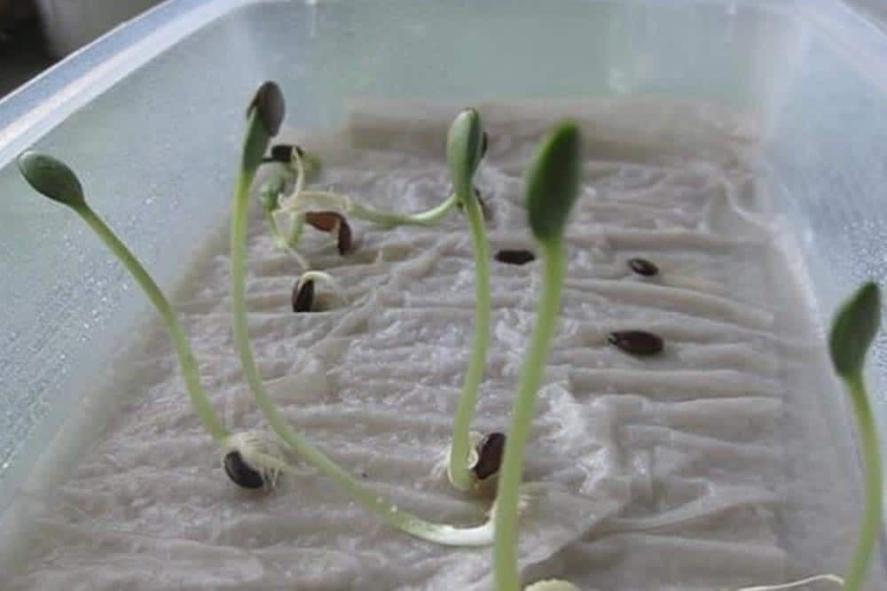 NAKLIJAVANJE SJEMENA