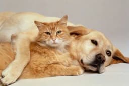 Socijalno inteligentniji - Psi imaju veći mozak od mačaka