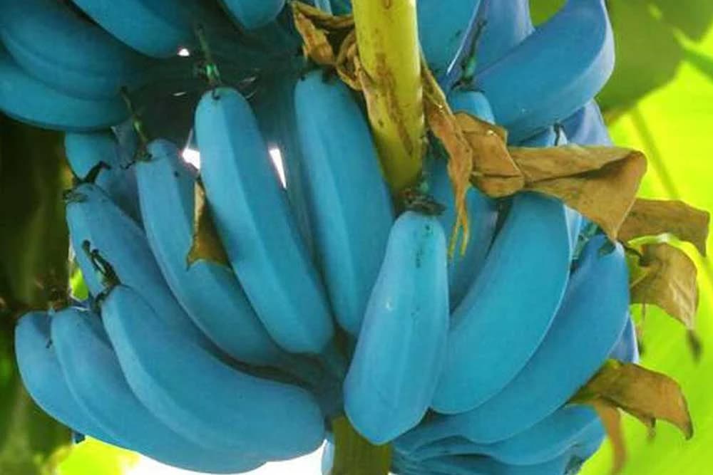 Plava banana