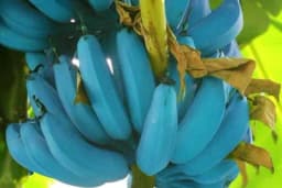 Rijetka vrsta PLAVE BANANE ima ukus sladoleda od vanile