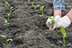 Vrijeme je za rasađivanje PAPRIKE - Savjeti za uspješnu sadnju na stalno mjesto