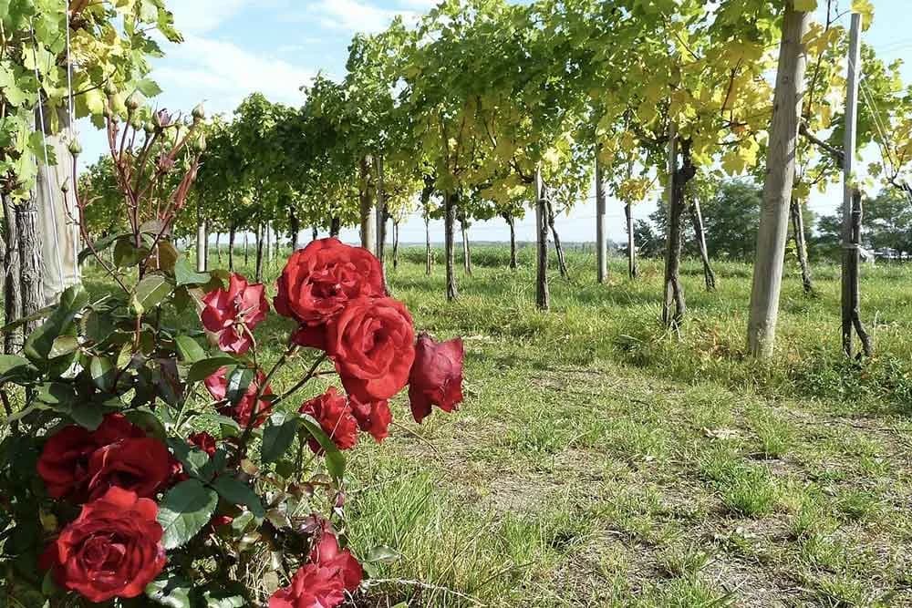 RUŽA-U-VINOGRADU