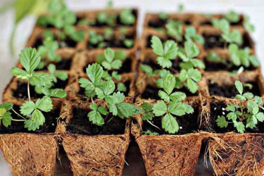 Razmnožavanje jagoda sjemenom