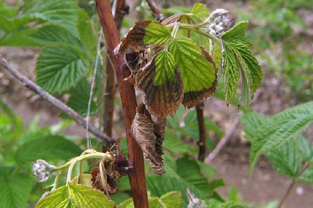 Trulež korena maline