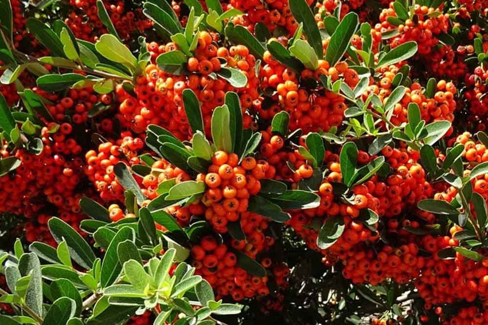 Sadnja i uzgoj vatrenog grma