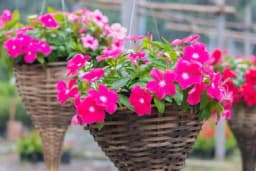 Vinka - Sadnja, njega, zalivanje, razmnožavanje