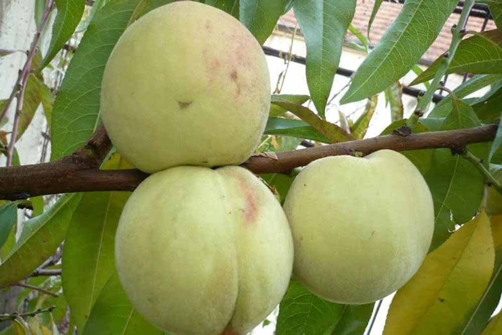 Vinogradarska breskva