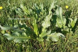 Zelje, štavelj ili kiseljak - Evo kako se uzgaja u bašti!