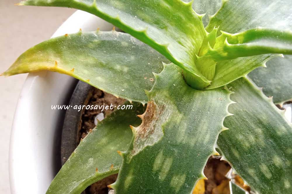 Zašto ALOE VERA dobija smeđe mrlje - Kako joj pomoći?