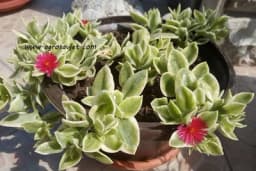 APTENIJA - Ovu biljku možete držati i na direktnom suncu