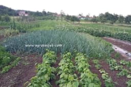 Evo šta još možete posijati u junu