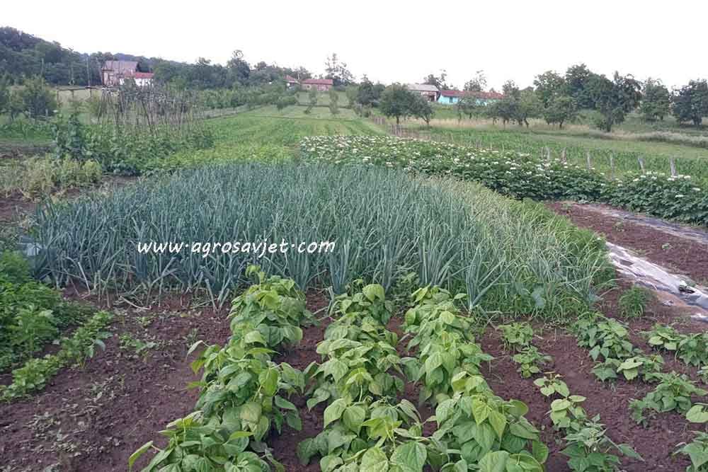 Evo šta još možete posijati u junu