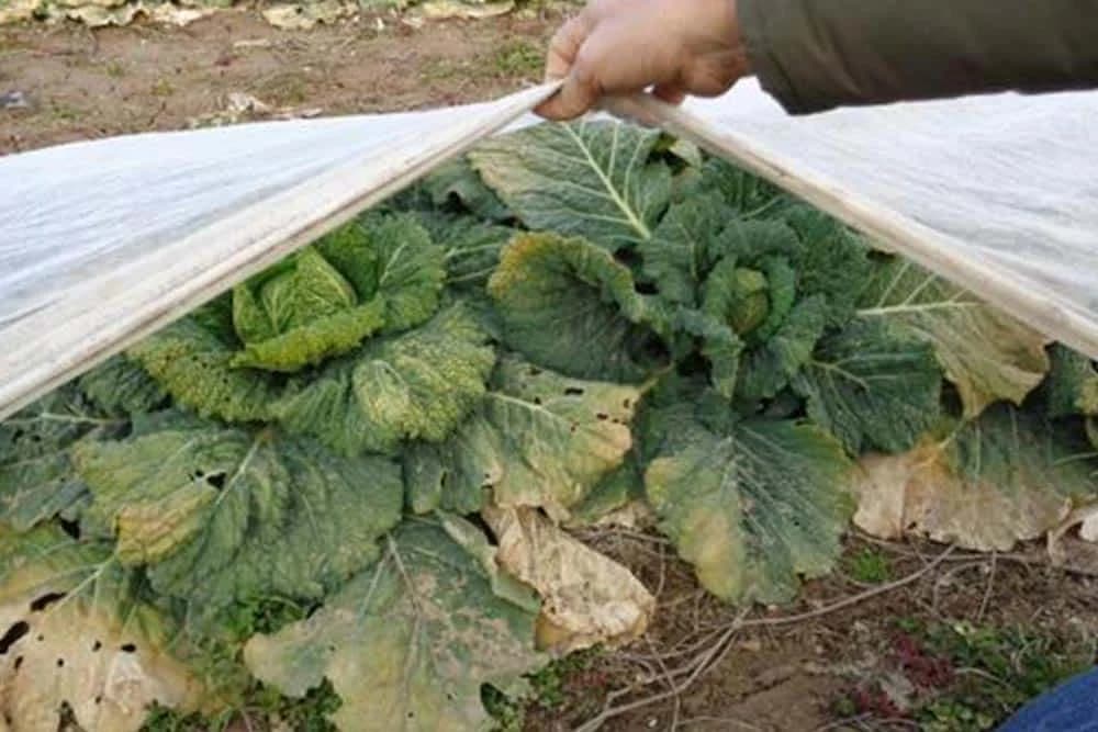 biljek-uništene-od-mraza