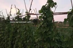 Savjeti za optimalno đubrenje BORANIJE