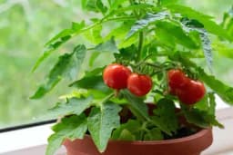 Četiri razloga zbog kojih treba jesti cherry paradajz