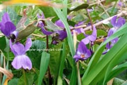 Ljubičica - Ljekovita svojstva i recepti