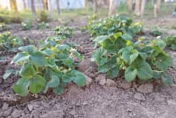 Vrijeme je za rezidbu jagode i primjenu preparata na bazi bakra