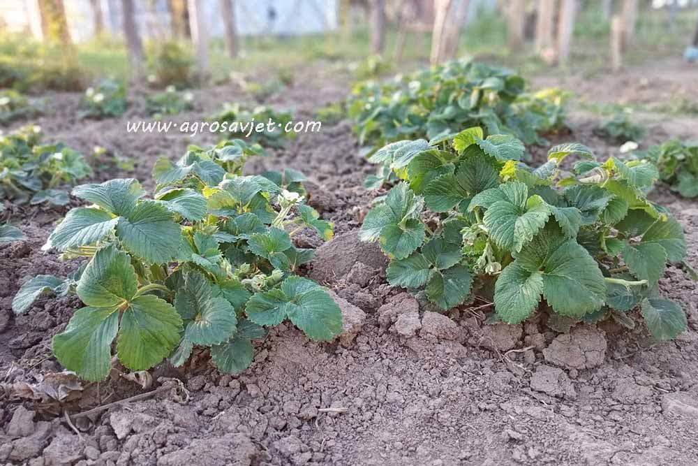 Navodnjavanje jagodnjaka