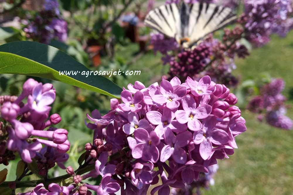 Ljekovitost jorgovana