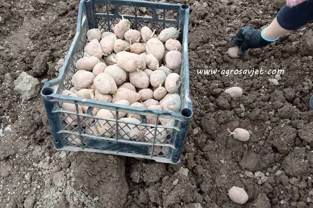 PREDNOSTI SADNJE NAKLIJALIH KRTOLA