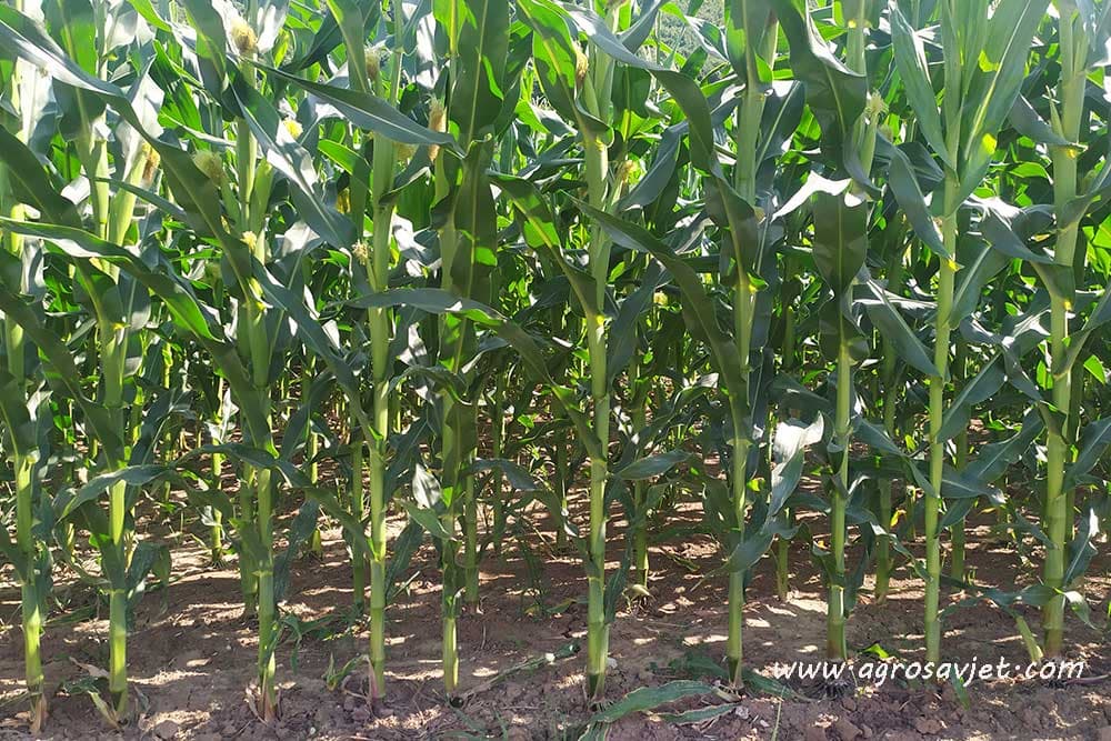 đubrenje kukuruza
