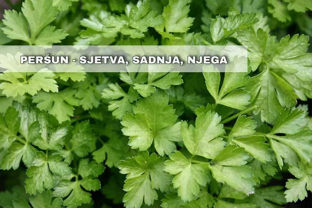 Proizvodnja lisnatog peršuna