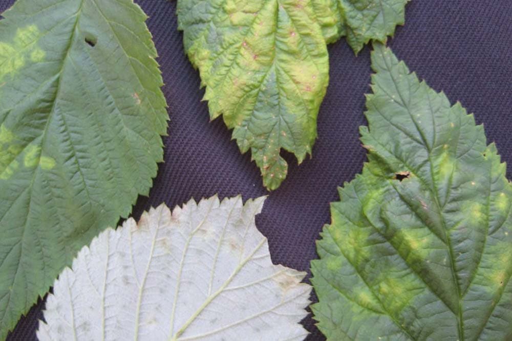 Eriofidna grinja lista maline