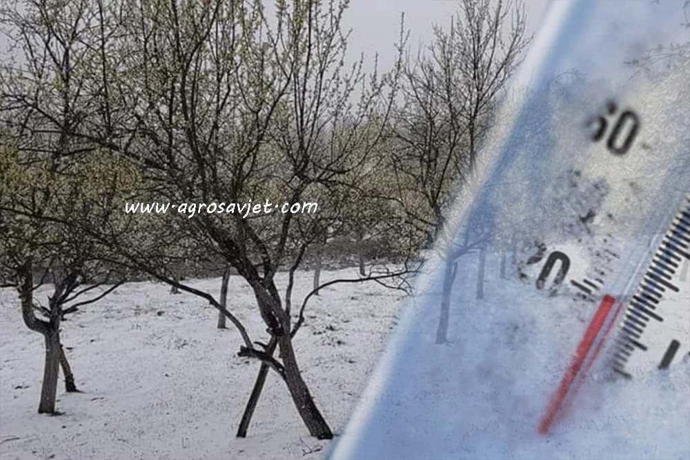 Mraz u voćnjacima