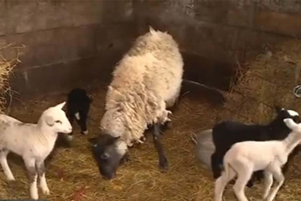 Ovca ojagnjla petorke