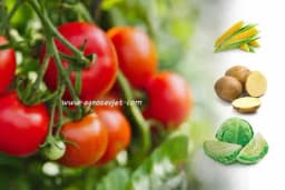 7 biljaka koje nikako ne smijete saditi blizu paradajza