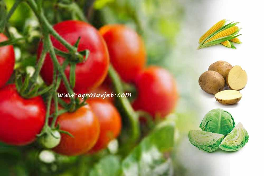 7 biljaka koje nikako ne smijete saditi blizu paradajza