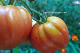 Spoljni uslovi potrebni za uspješan uzgoj paradajza!