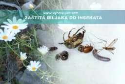 Prirodni insekticid PIRETRIN - Zaštite vaše biljke na organski način