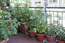 GAJENJE POVRĆA NA BALKONU - Koje povrće izabrati, kako izbjeći zagađenje, kada zalivati?