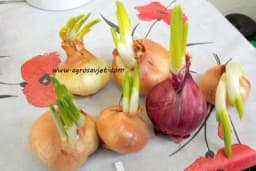 Kada vam u špajzu GLAVICE LUKA PROKLIJAJU, ne treba ih bacati - Posadite ih i uživajte u mladom luku