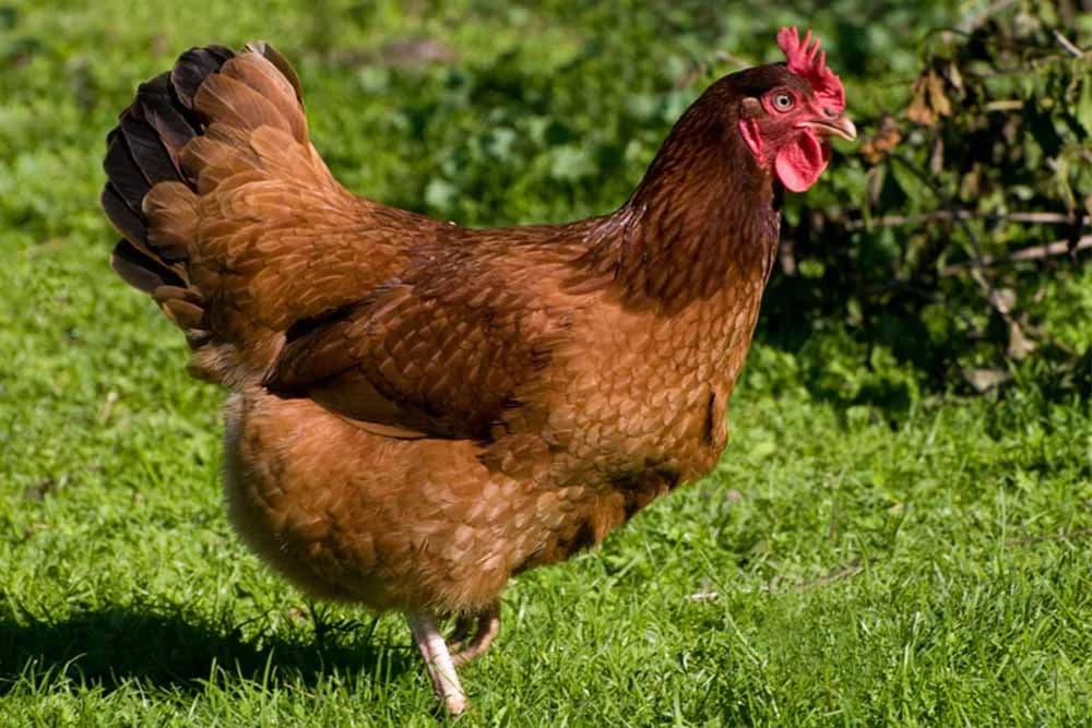 Rasa kokošaka "RODAJLAND" - Izgled i ekonomski značaj