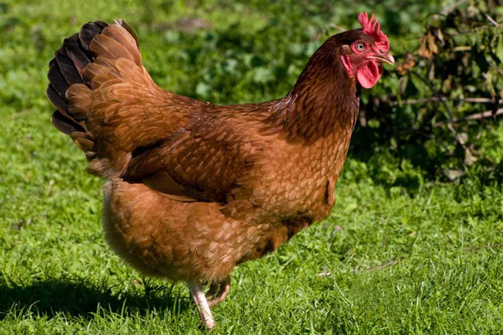 Rasa kokošaka "RODAJLAND" - Izgled i ekonomski značaj