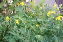 Trava rusa u akciji - Prirodni tretmani za bradavice i alergije