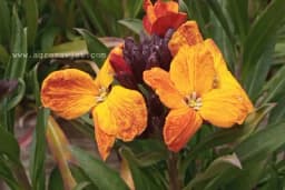 ŠEBOJ - Lako održavanje, a prelijepi cvjetovi