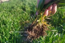 Suzbijanje korova u strnim žitima