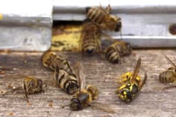 Prepoznavanje simptoma trovanja pčela