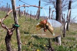 Zašto vinova loza plače?