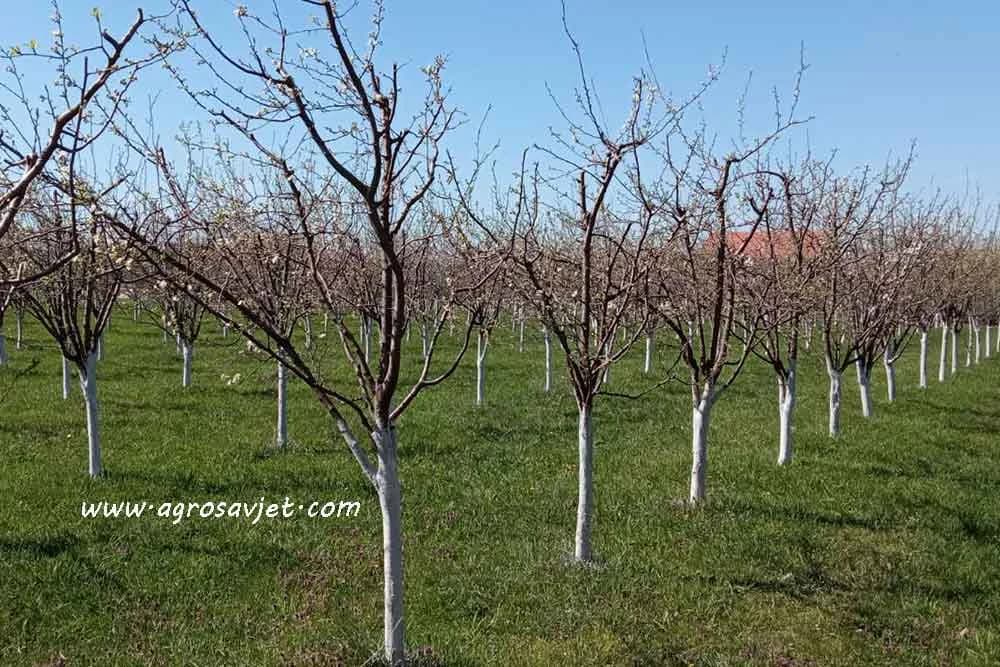 Radovi u voćnjaku po mjesecima